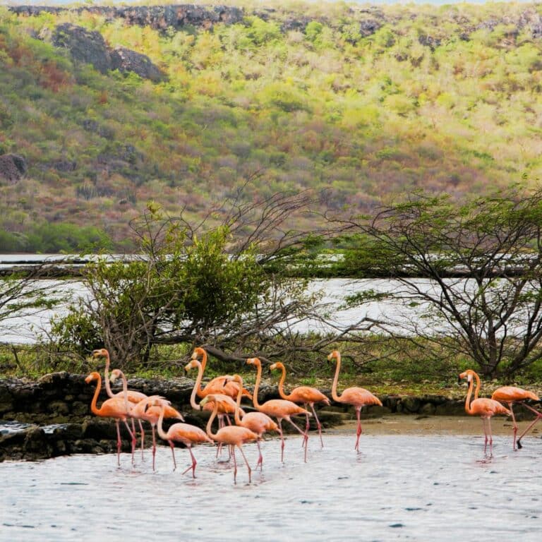 sightseeing-curacao-roadtrip-puzzel-opdrachten-uitdagend-leuk-flamingo-reoutebeschrijving-download